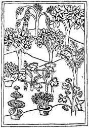 Studies of Trees; from Konrad von Megenburg, Buch der Natur, Augsburg 1475